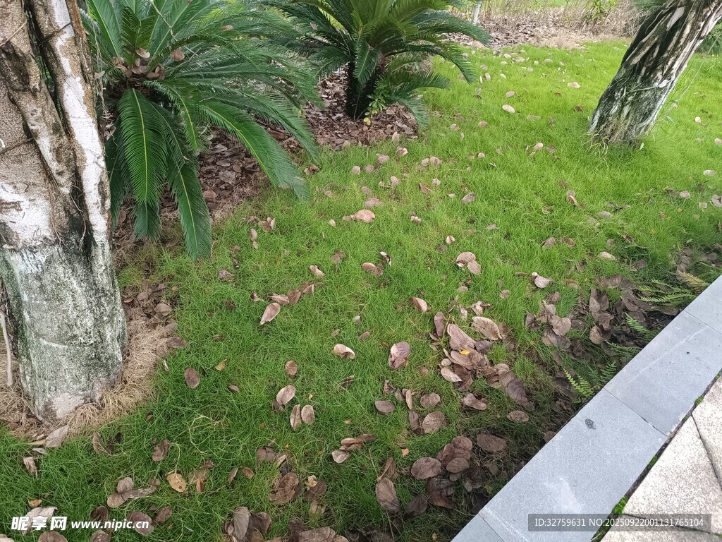户外草地旁的树木景观