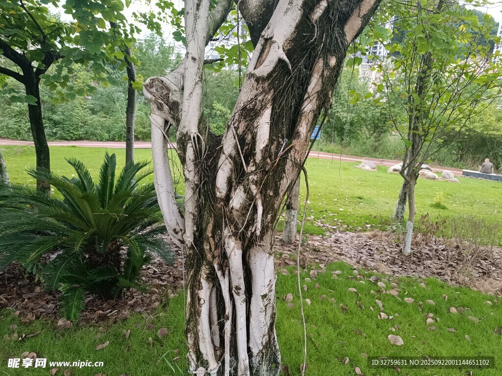 斑驳树干旁的绿意景致