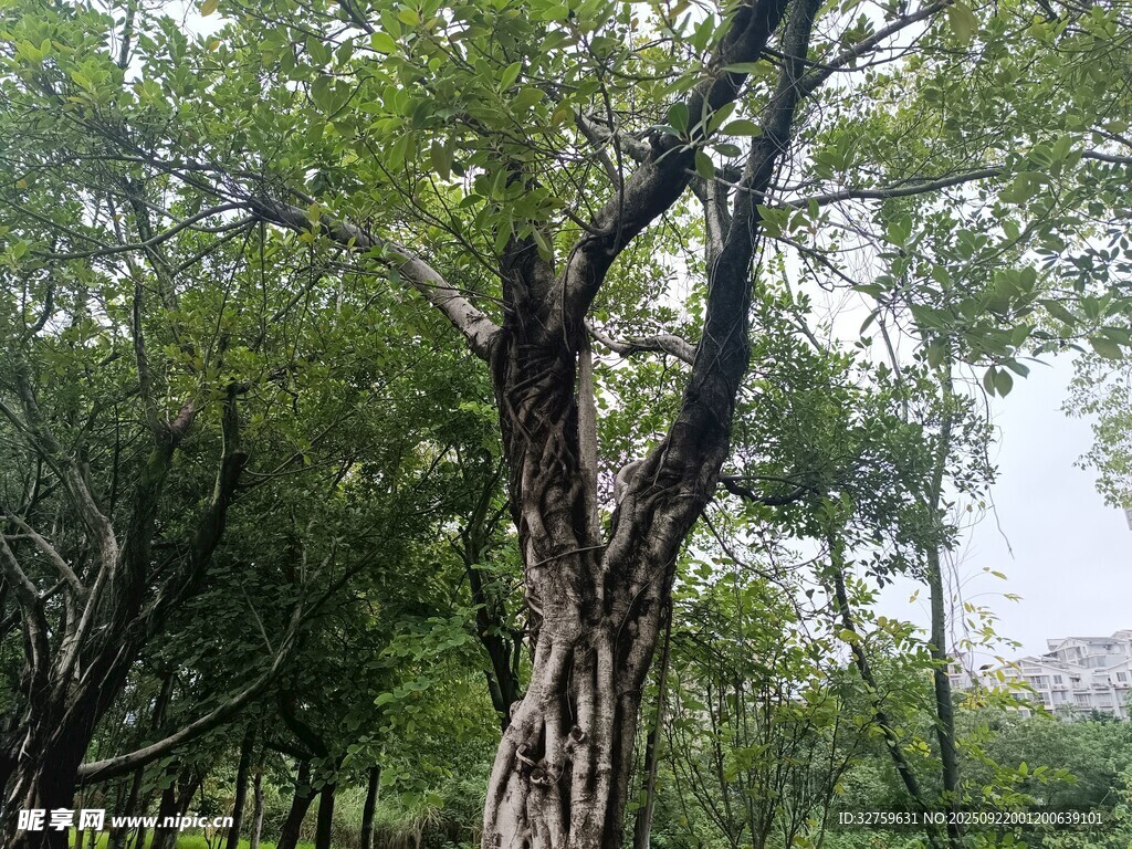 繁茂树林中的高大树木
