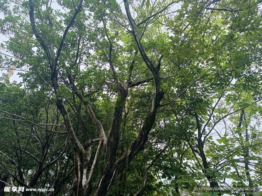 茂密树林中的繁茂枝叶