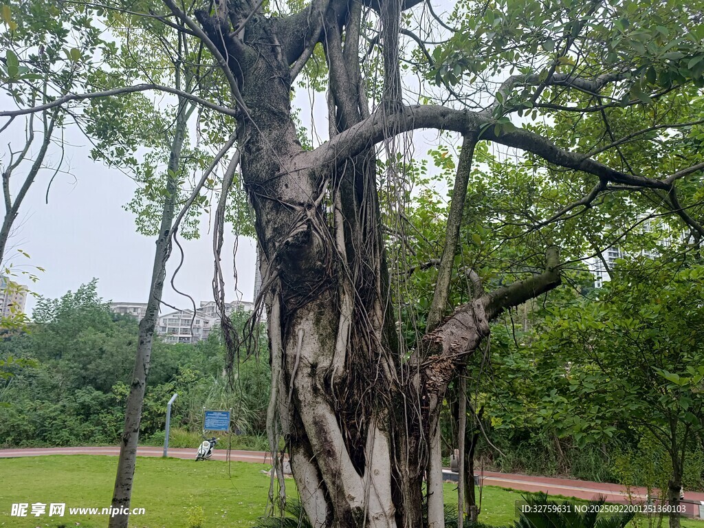 斑驳老树 