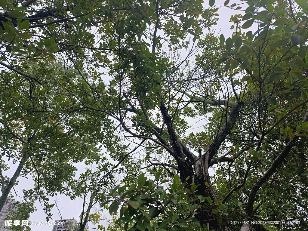 仰视繁茂枝叶的景象