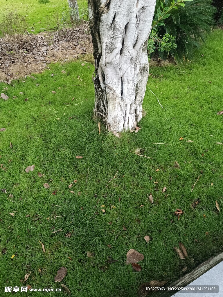 树干旁的翠绿草地