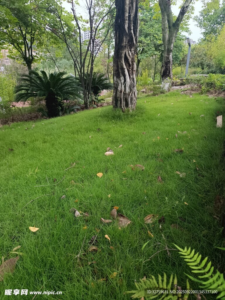 绿意盎然的林间草地