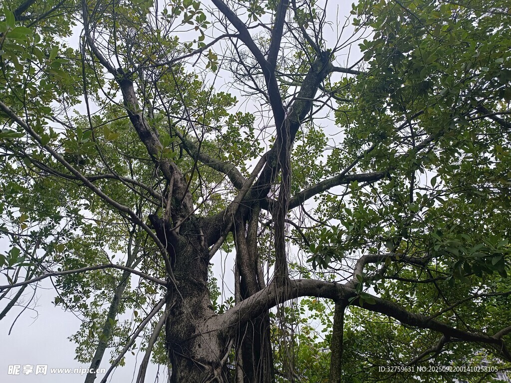 仰视繁茂大树
