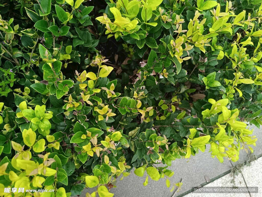 绿叶繁茂的路边绿植
