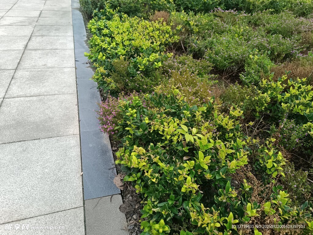 路边绿植景观
