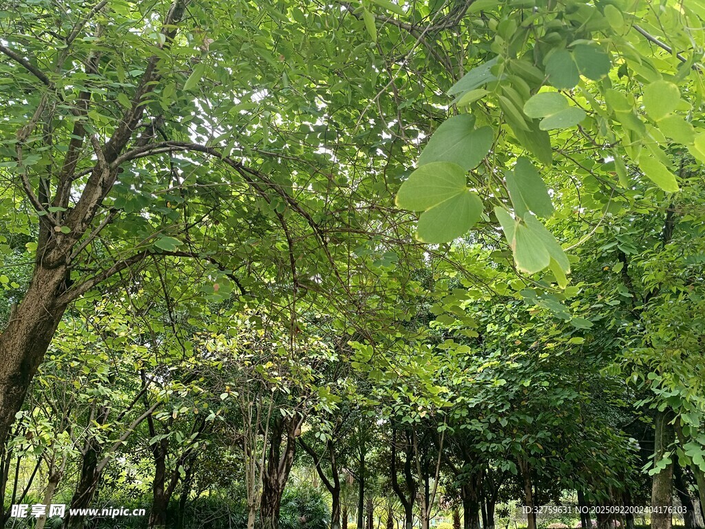 夏日葱郁树林景观