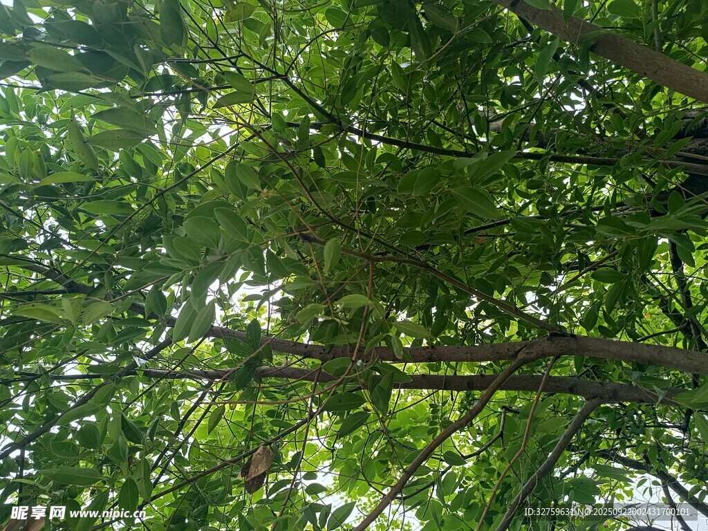 仰视繁茂绿树树冠