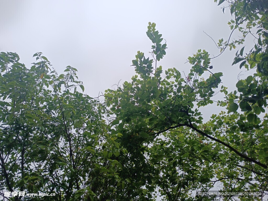 仰视茂密树林绿意盎然