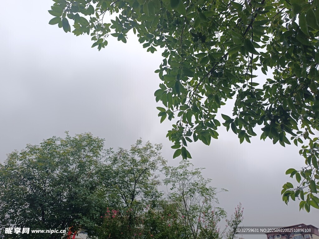 雨中枝叶朦胧景象