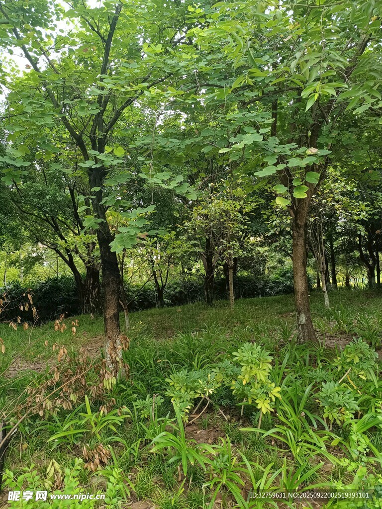 树林
