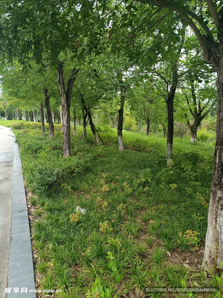 林荫小道