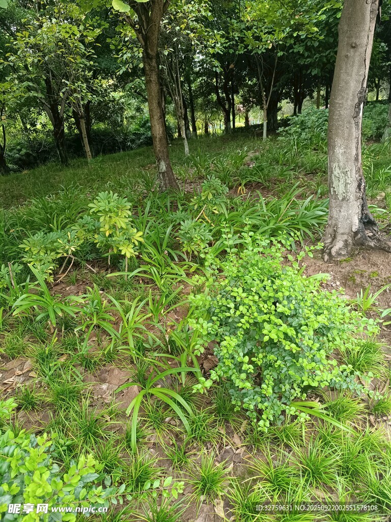 林间繁茂绿植景观