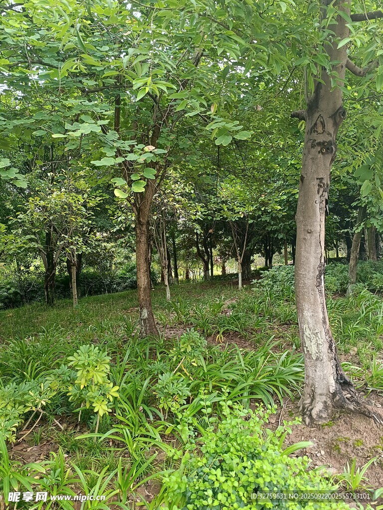 夏日葱郁树林景观