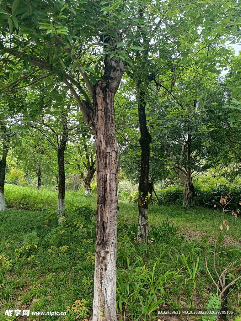 夏日葱郁树林景观