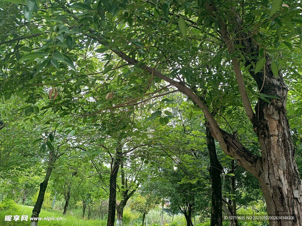 夏日葱郁树林景观