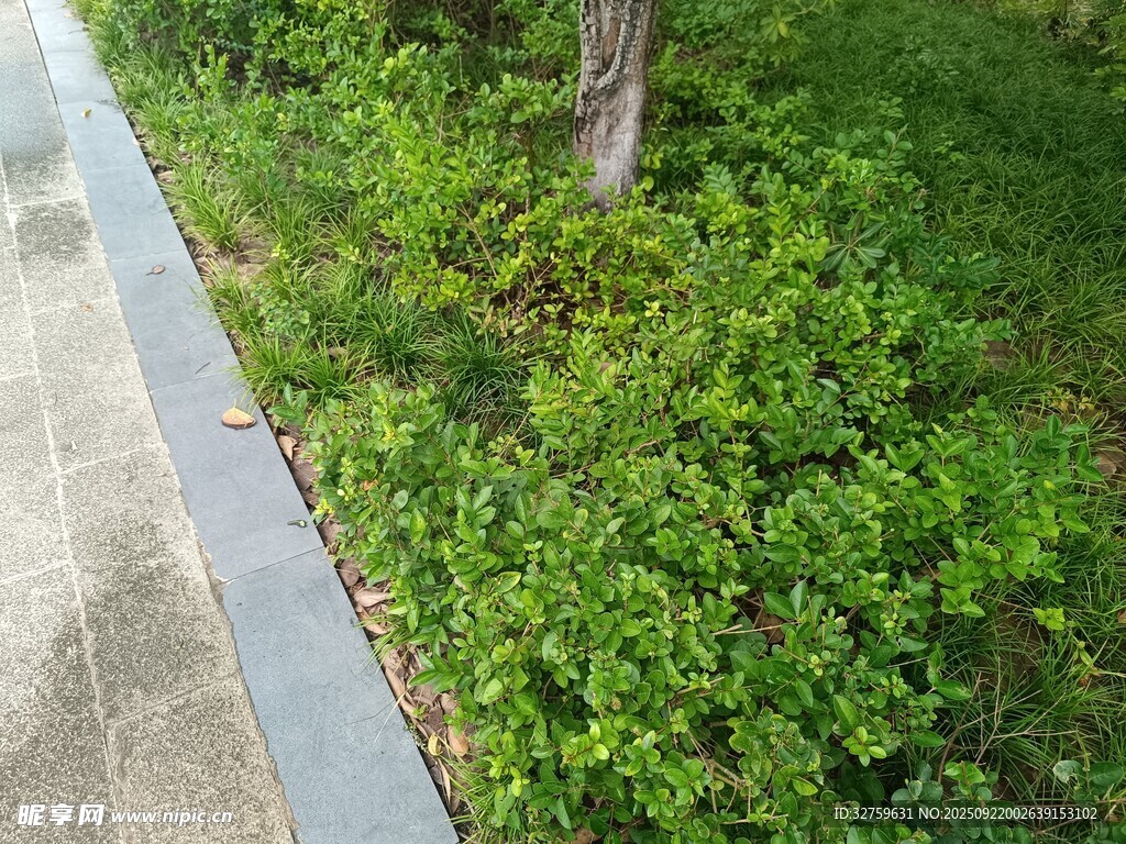 路边绿植景观