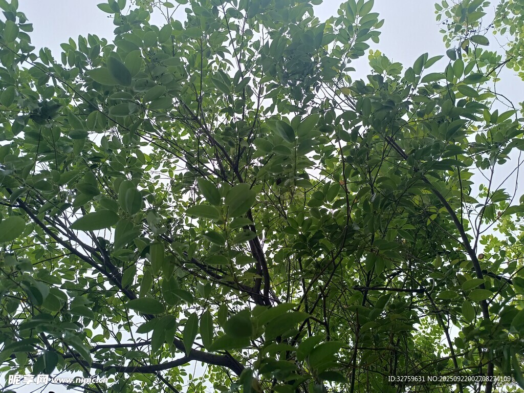繁茂绿树 