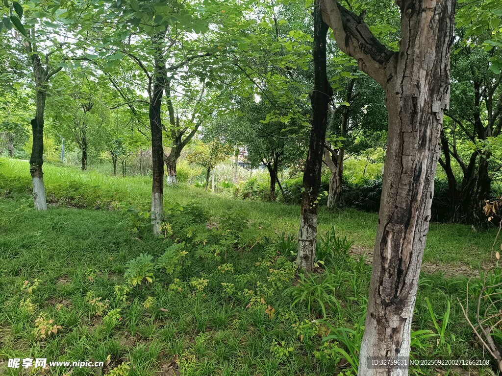 夏日林间绿意盎然