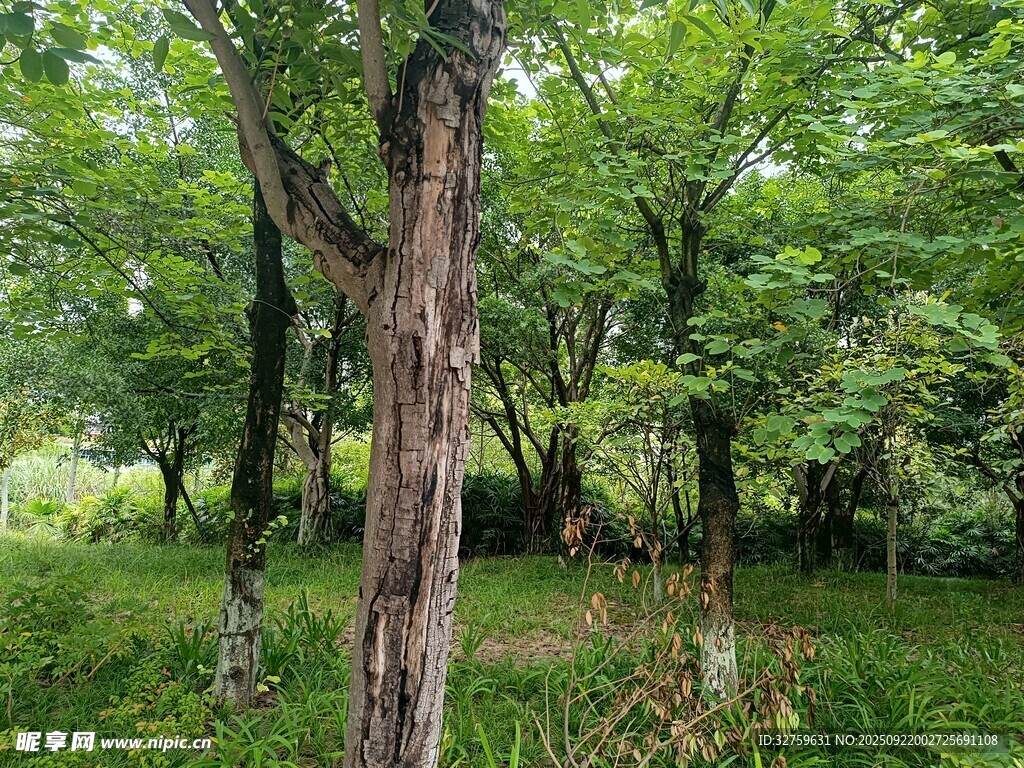 茂密森林中的葱郁树木