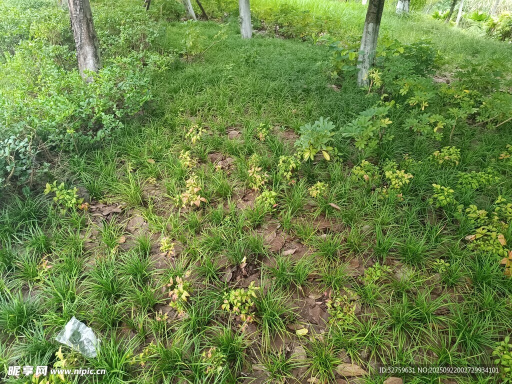 绿意盎然的林间草地