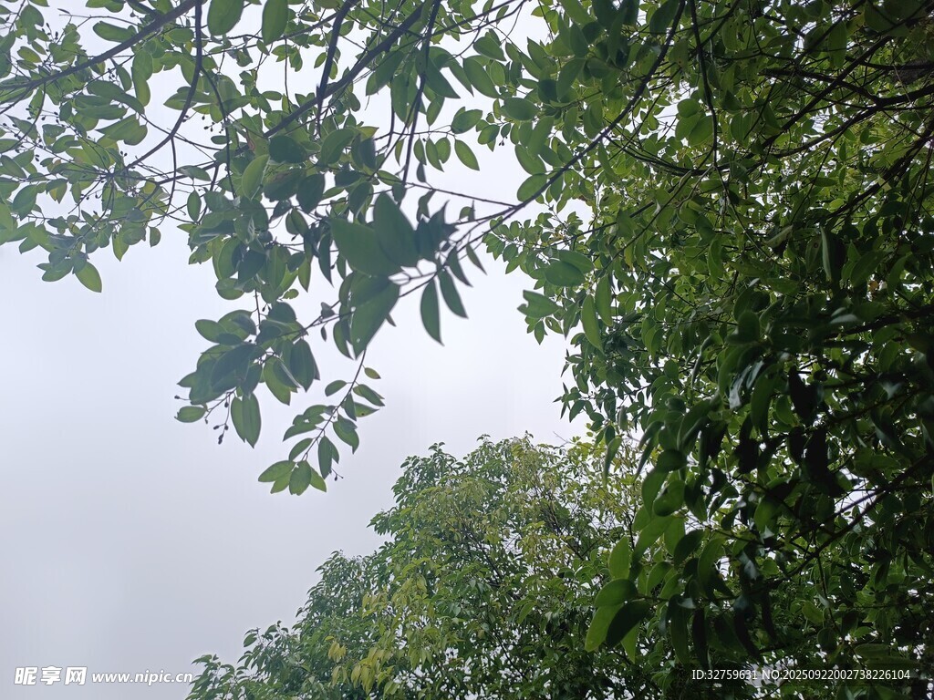 仰视繁茂枝叶