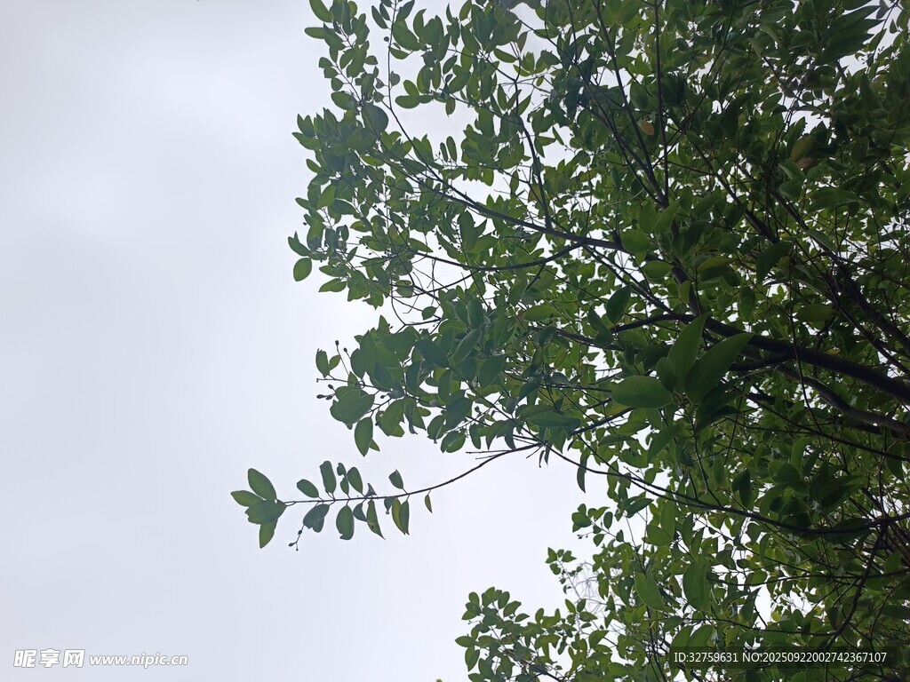 枝头绿叶映灰蒙天空
