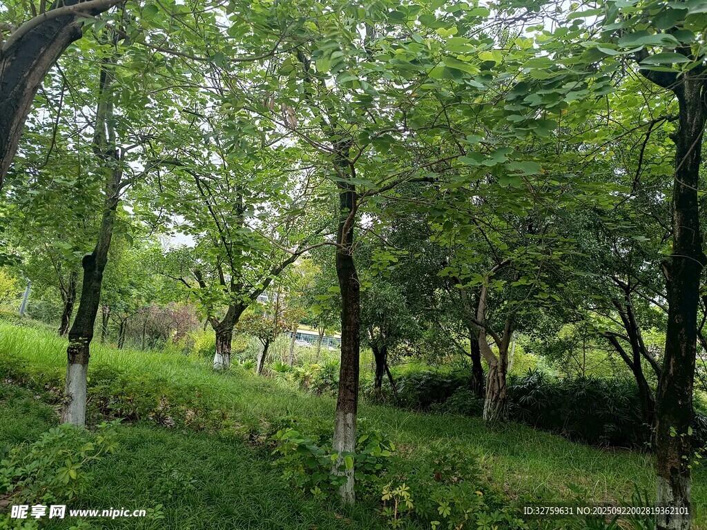 绿意盎然的林间草地风光