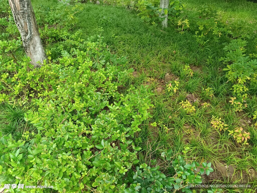 林间翠绿植被生机勃勃
