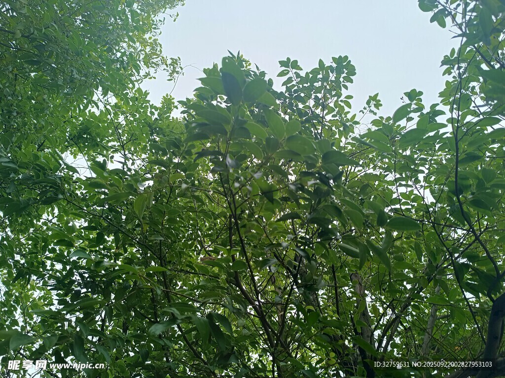 茂密树林绿意盎然