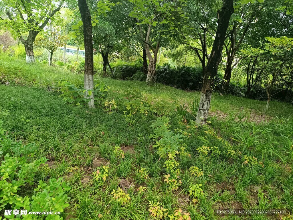 林间翠绿草地自然景致