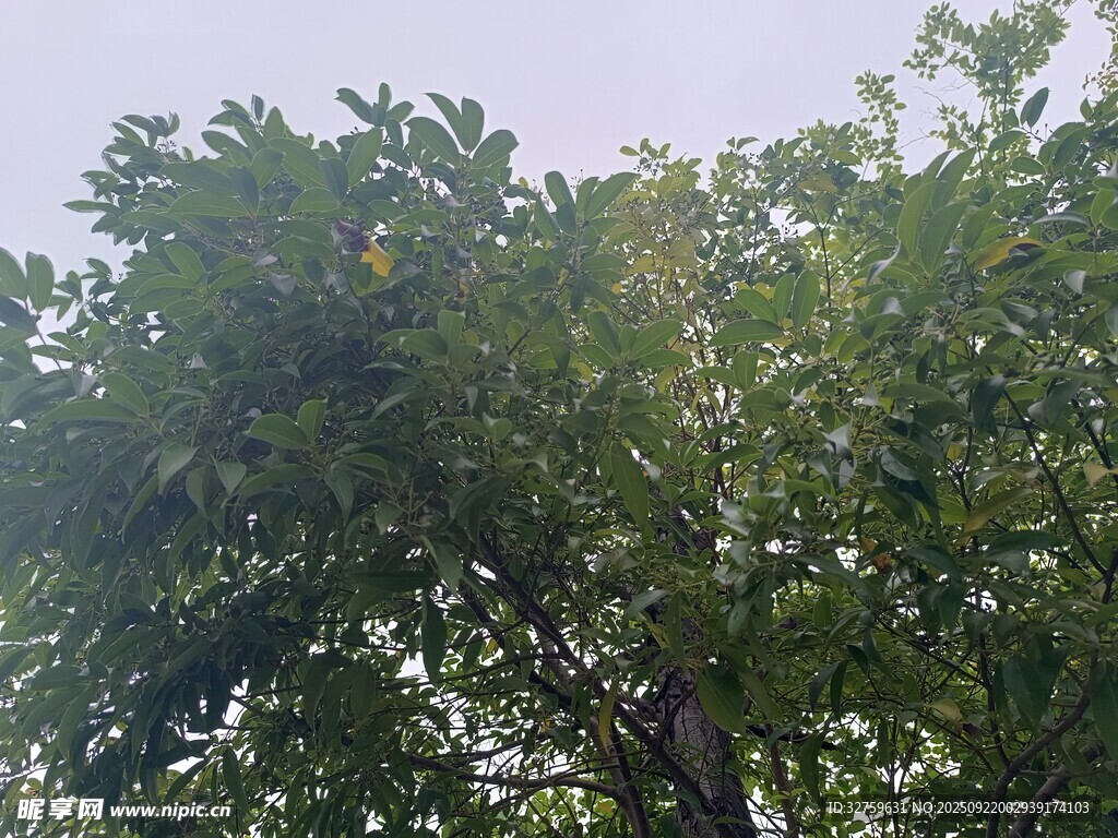 繁茂绿树 