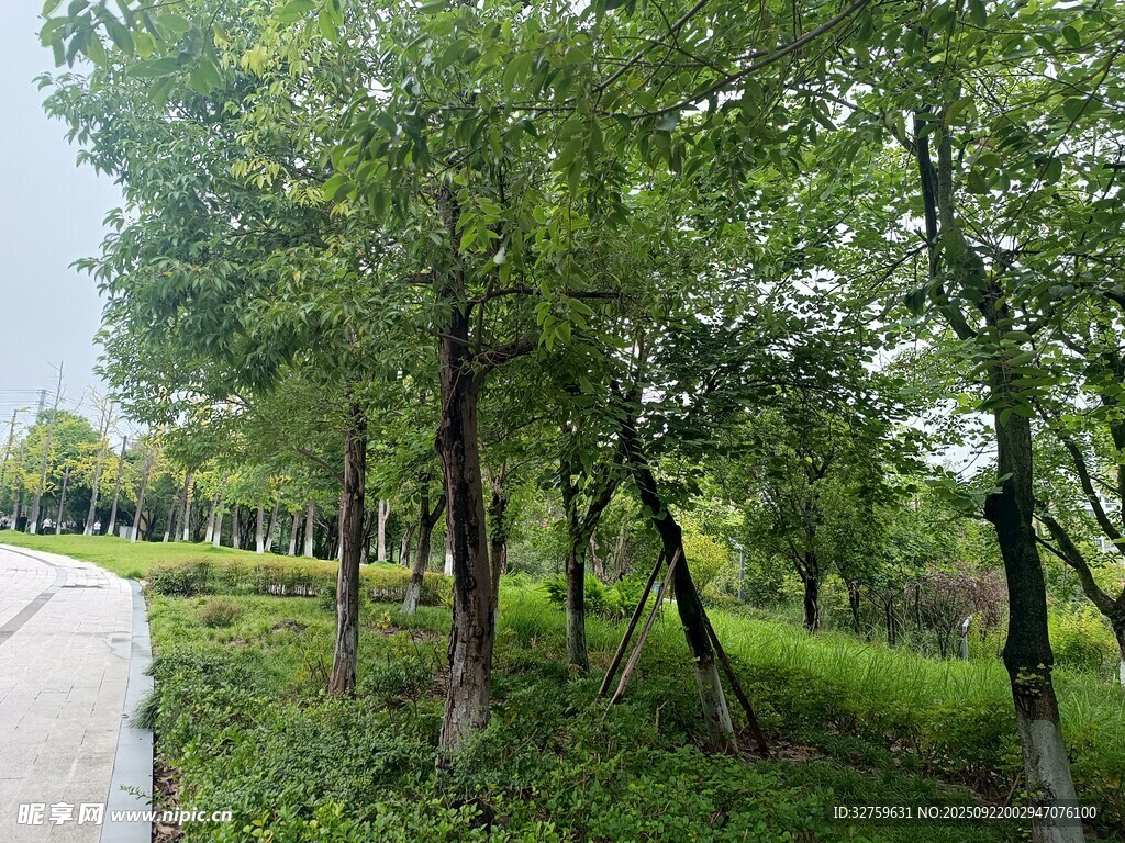 林间小道 