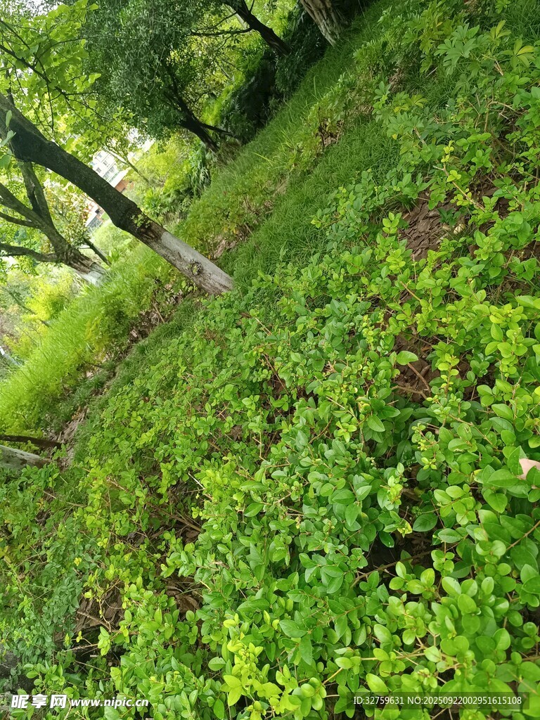 林间绿意盎然的繁茂植被