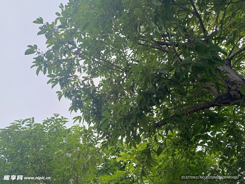 繁茂绿树间的清新景致