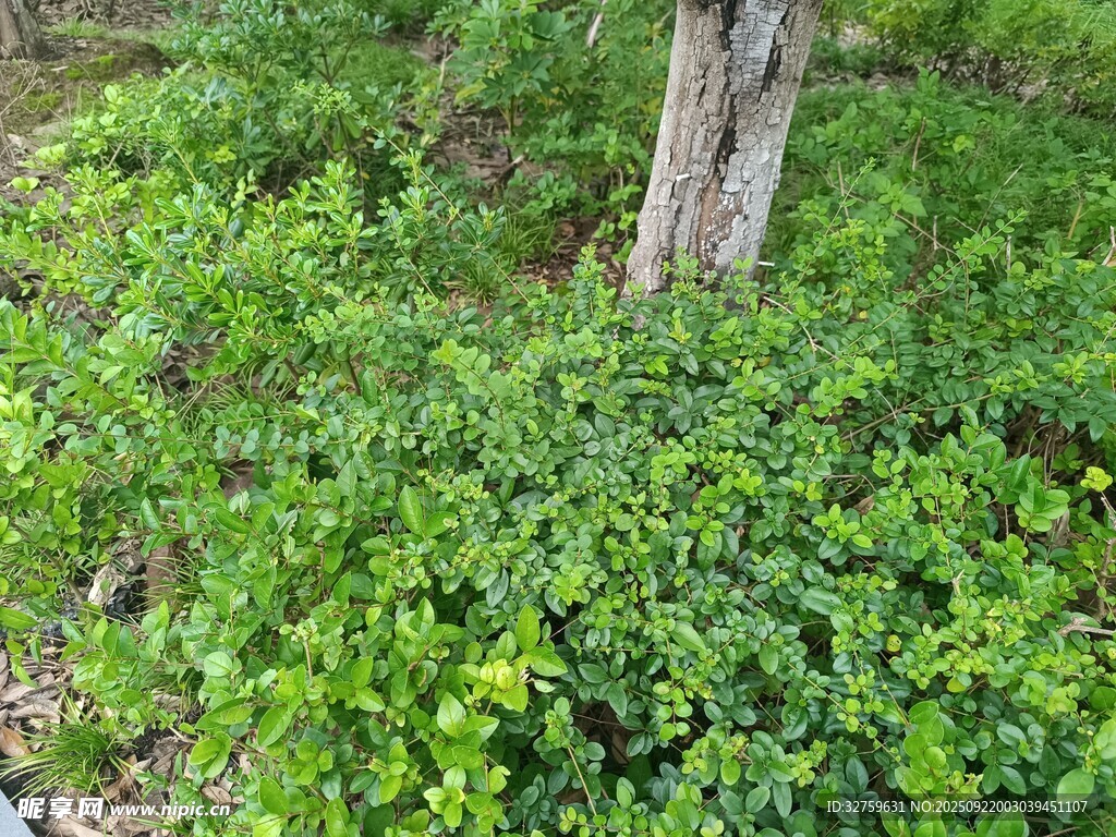 树下繁茂绿植景观