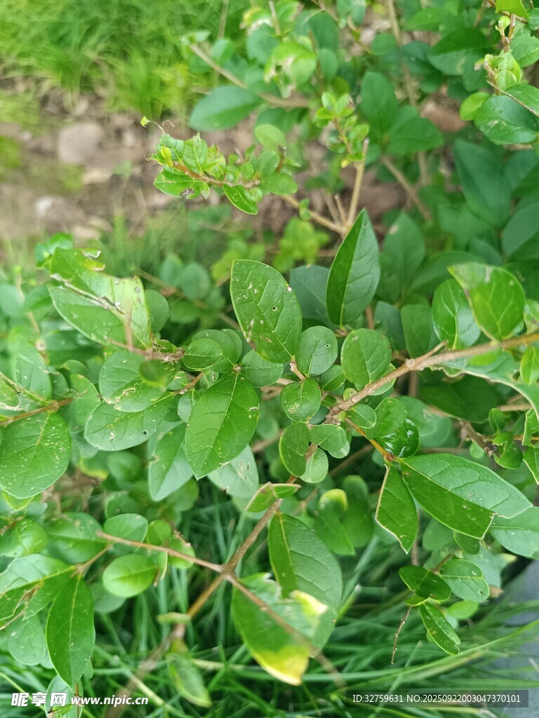 翠绿繁茂的植物枝叶