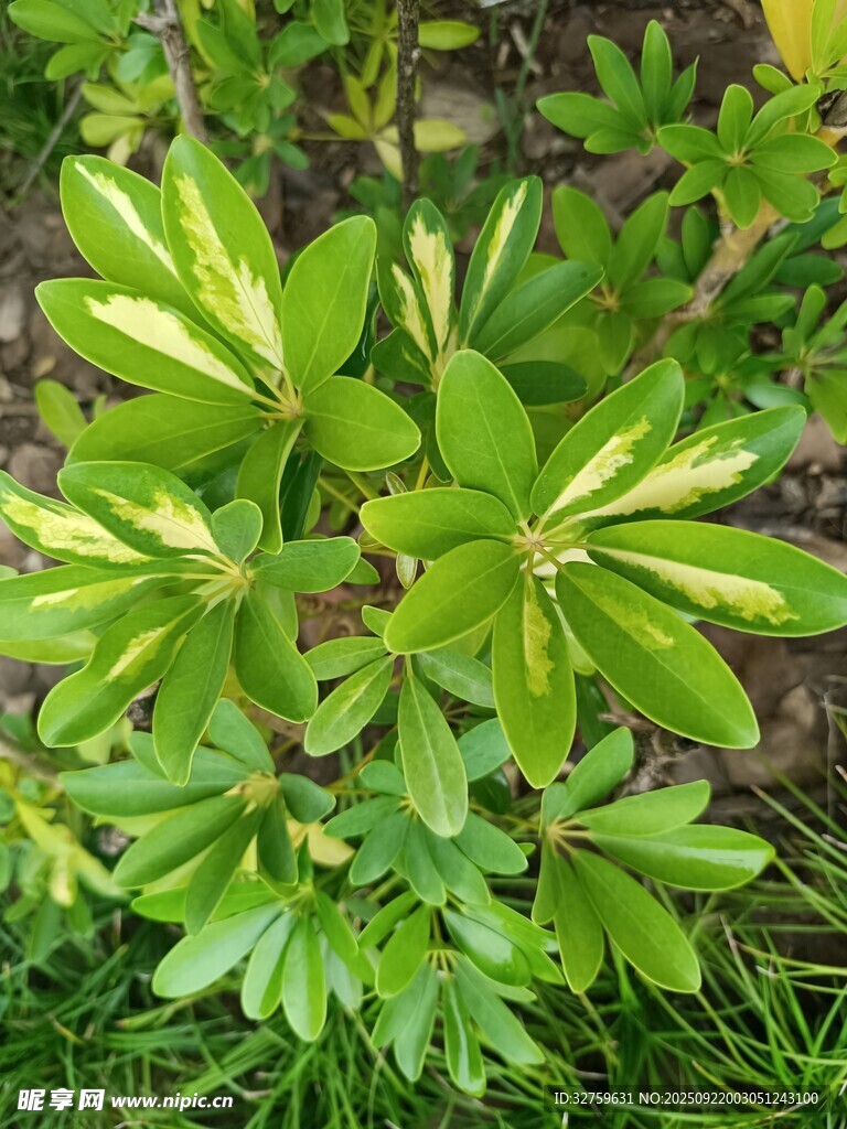绿叶植物特写