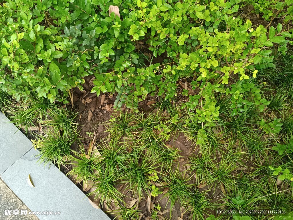 路边翠绿灌木丛