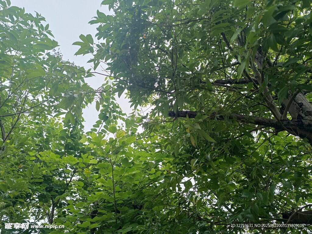 繁茂绿树间的清新景致