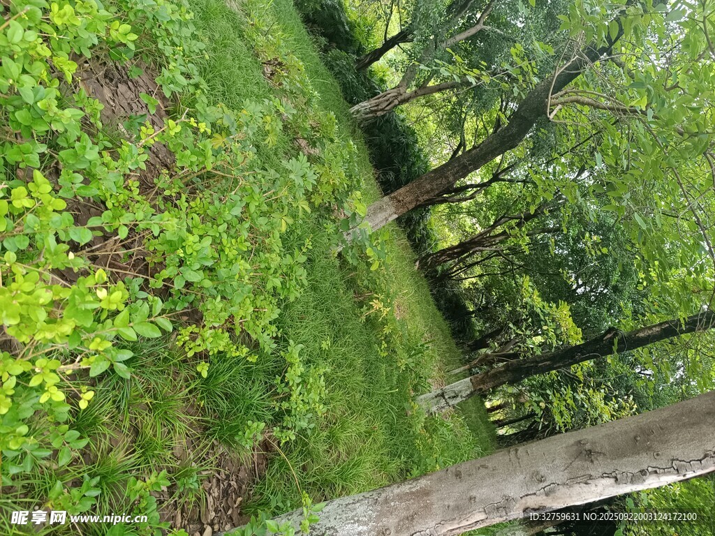 林间绿意盎然的自然景致