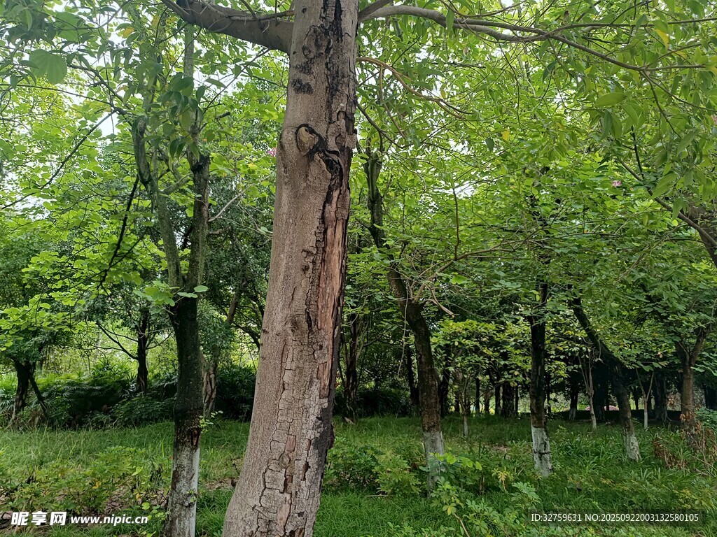 林间大树 