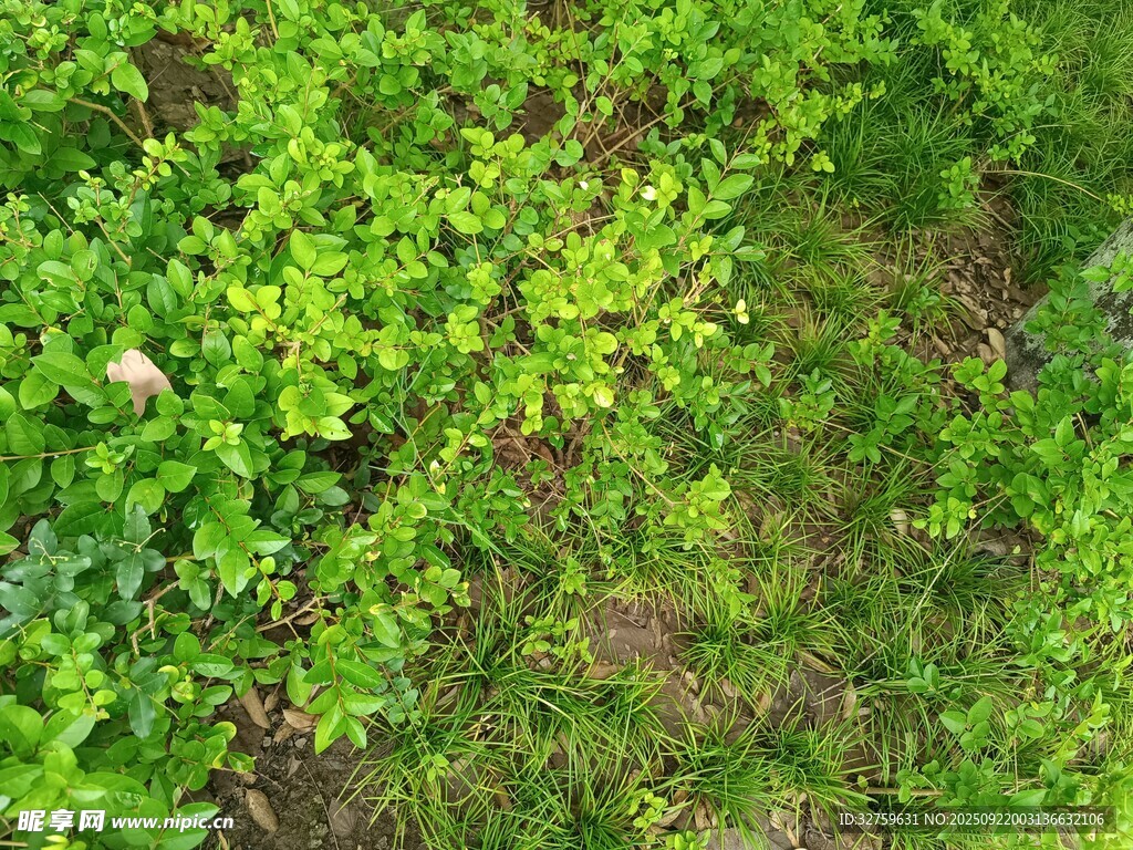 翠绿繁茂的地面绿植景观