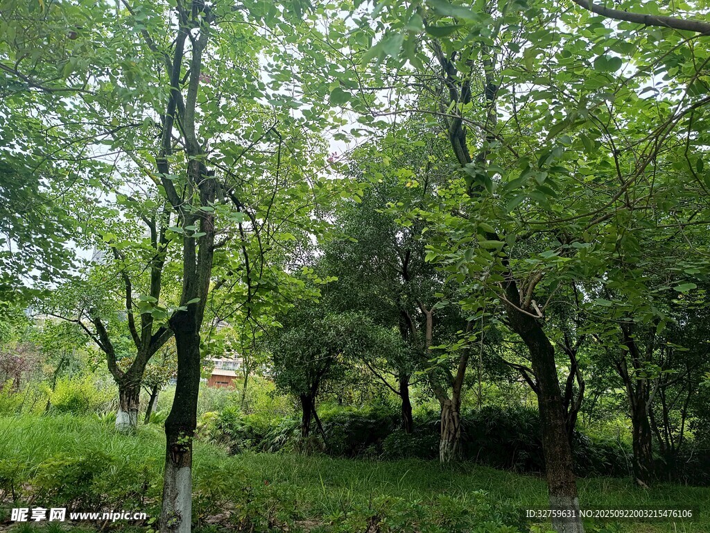 绿意盎然的林间景色