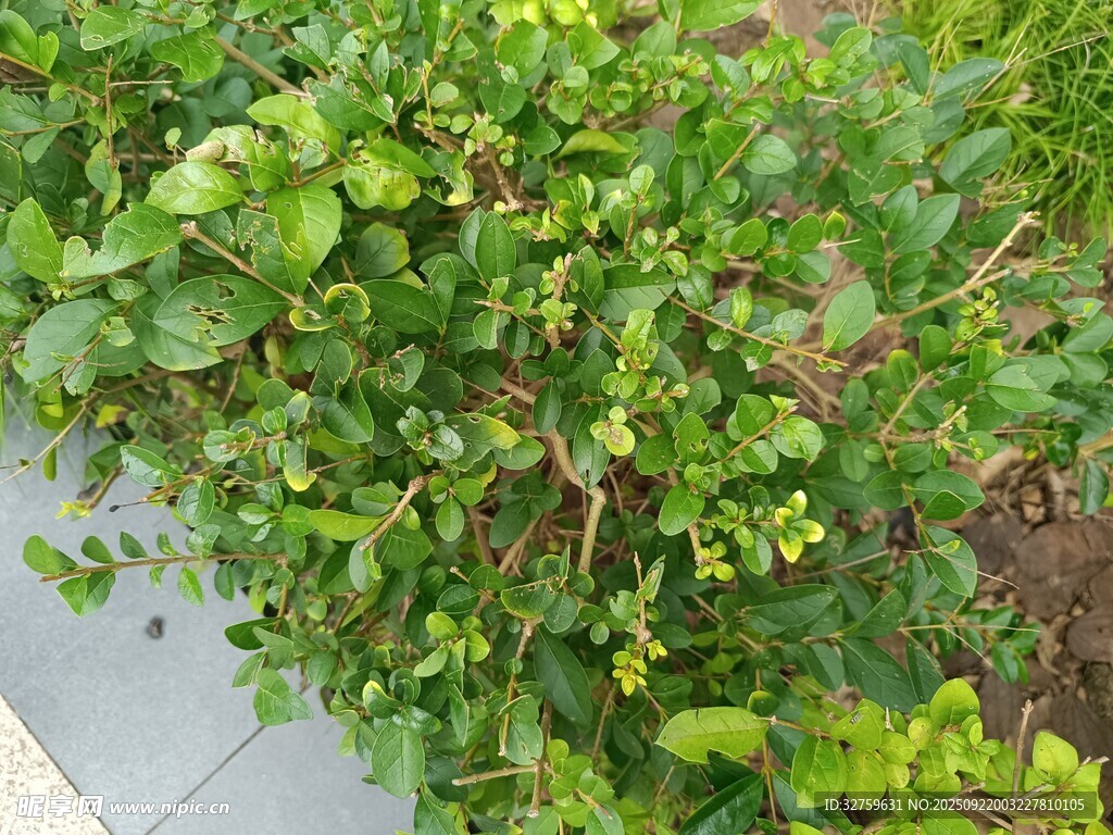 地面上的繁茂绿色植物