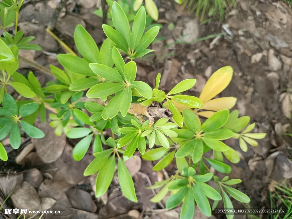 绿叶植物特写