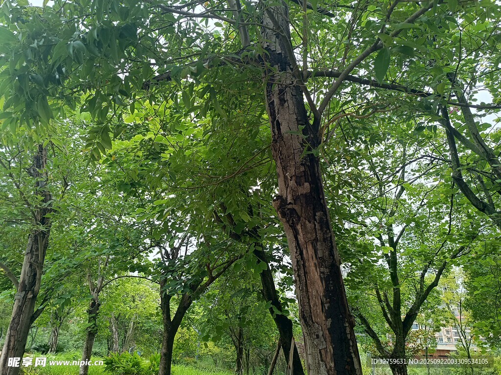 夏日葱郁树林景观