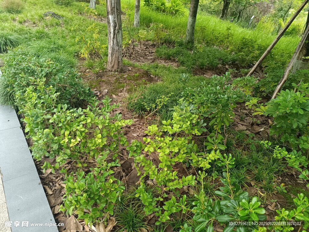 路边绿意盎然的植被景观