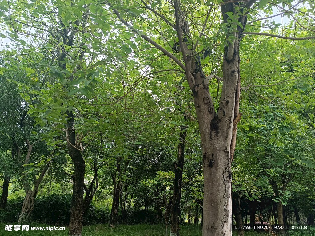 夏日葱郁树林景观